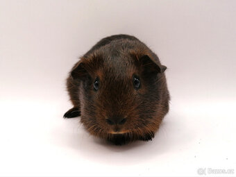 Morče, morčátka - 3