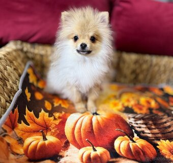 Pomeranian mini S PP - 3
