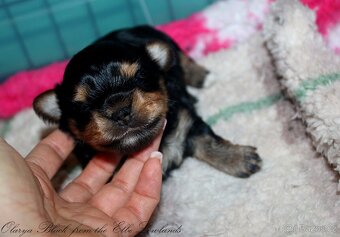 biewer terier s PP / jorksírský terier s PP - 3