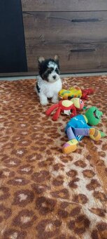 Jorkṣ̌irský terier - 3