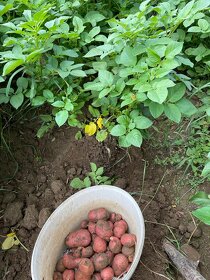 prodám brambory Red Anna, 14 Kč/Kg - 3