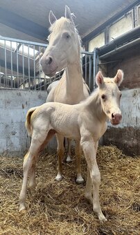 Cremello klisnička s odznaky s reining/cutting původem - 3