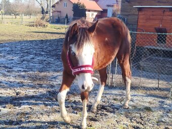 Atraktivní klisna APH 🦄 - 3