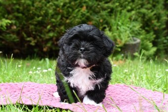 Lhasa Apso - 3