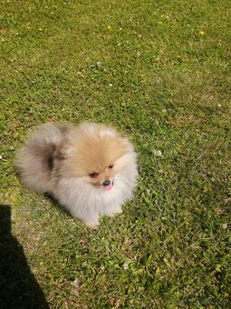 Pomeranian s PP - 3