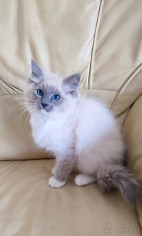 Ragdoll koťátka - 3