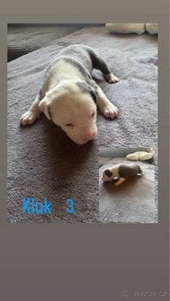Štěňátka Amstaff X Staff - 3