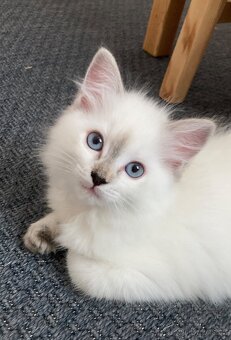 Kočičky Ragdoll bez PP - 3