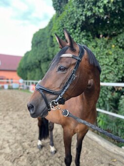 Sportovní pony klisna – kat. B - 3