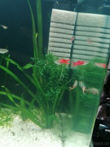 Endlerky RED SCARLET - 3