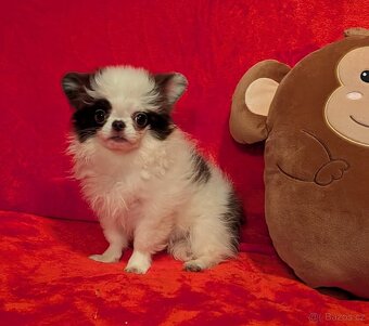 Čivava dlouhosrstá s PP- fenka - 3