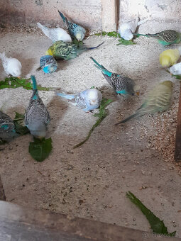 Prodál andulky po výstavních rodičích . - 3