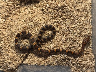 Užovka Červená Extreme Okeetee (Corn Snake) - 3