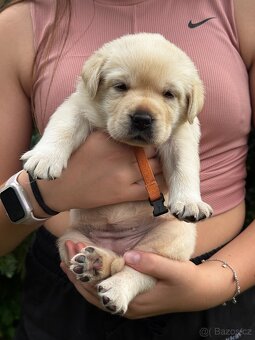 Štěně - Labrador s PP - 3