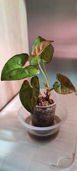 Syngonium 'Matcha Sprinkle' - 3