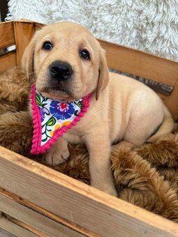 Labradorský retriever - 3