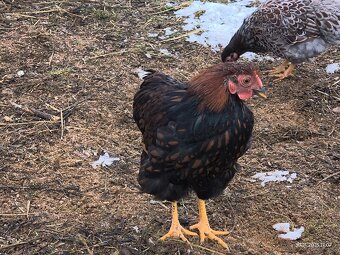 Wyandotka zdrobnělá - 3