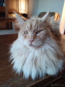 Mainská mývalí koťátka bez PP - 3