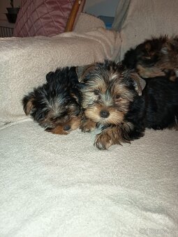 Jorkšírský teriér bez PP - 3