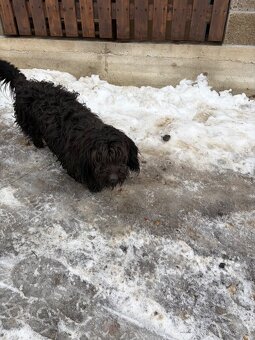 Jezevčík x knírač - 3