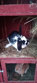 Prodám 2lonske samice 7/2025 - 3