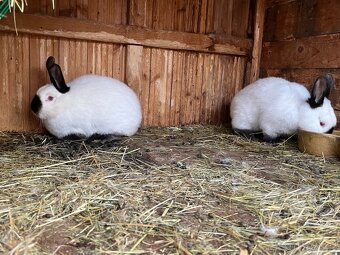 Kalifornský bílý - 3