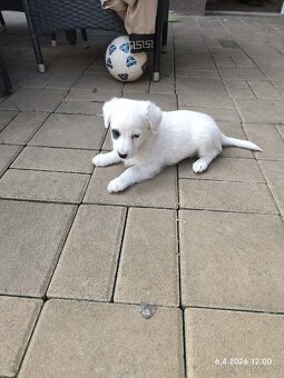 Jack Russel teriér - 3