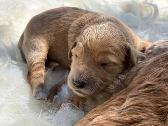 Goldendoodle - 3