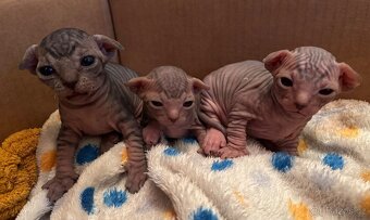 Kanadský sphynx - 3