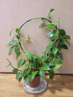 Pokojovky (Epipremnum, Hoya, Ludisia, Monstera, Orchidej) - 3