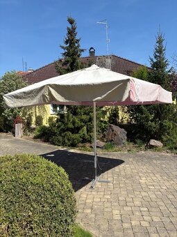Slunečník algida - 3
