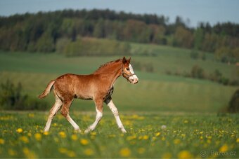 Letošní hřebeček Welsh Cob - 3