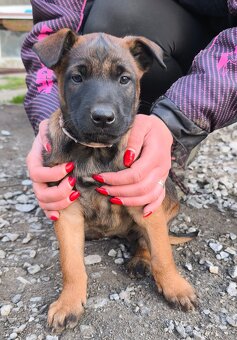 Belgický ovčák malinois - 3