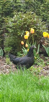 Kuřata Ayam Cemani - 3