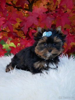 Jorkšírský teriér  - spaltbiewer - 3