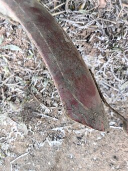 Jawa 250 speciál zadní blatník - 3