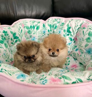 Pomeranian fenečka - 3