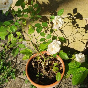 Růže drobnokvětá bílá popínavá - 3