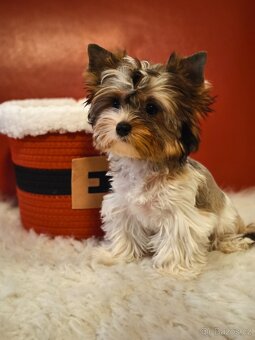 Barevný jorkšírský teriér s pp - 3