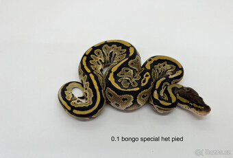 Krajta královská (Python regius) - 3