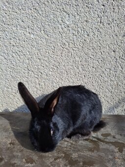 SAMEC již na skok - 3