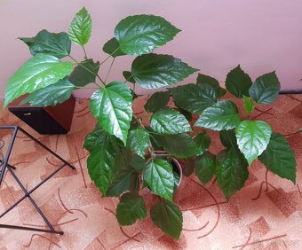 Větší ibišek, 2 ks - 3