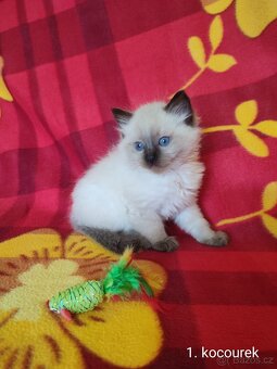 Ragdoll koťátka - 3