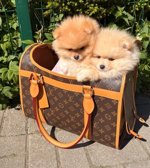 Pomeranian štěně ❤️🔥 - 3