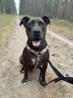 LEX K ADOPCI - skvělý parťák a mazel pro zkušené - 3