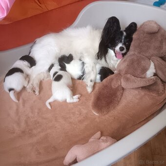 Papillon s PP feny - 3