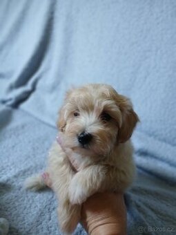 Maltipoo - 3