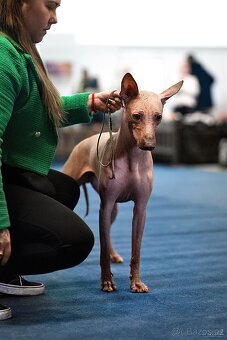 Peruansky naháč s PP - 3