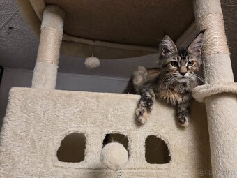 Mainská mývalí kočička, kotě s rodokmenem - 3