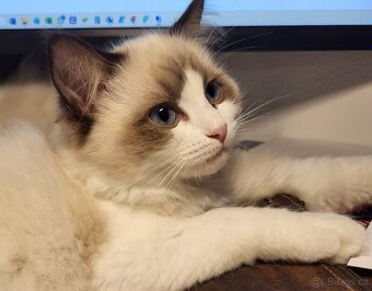 Ragdoll koťata s PP - 3